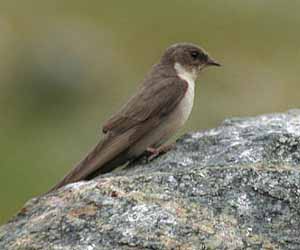 Хараацгай (Харагчин хараацгай)